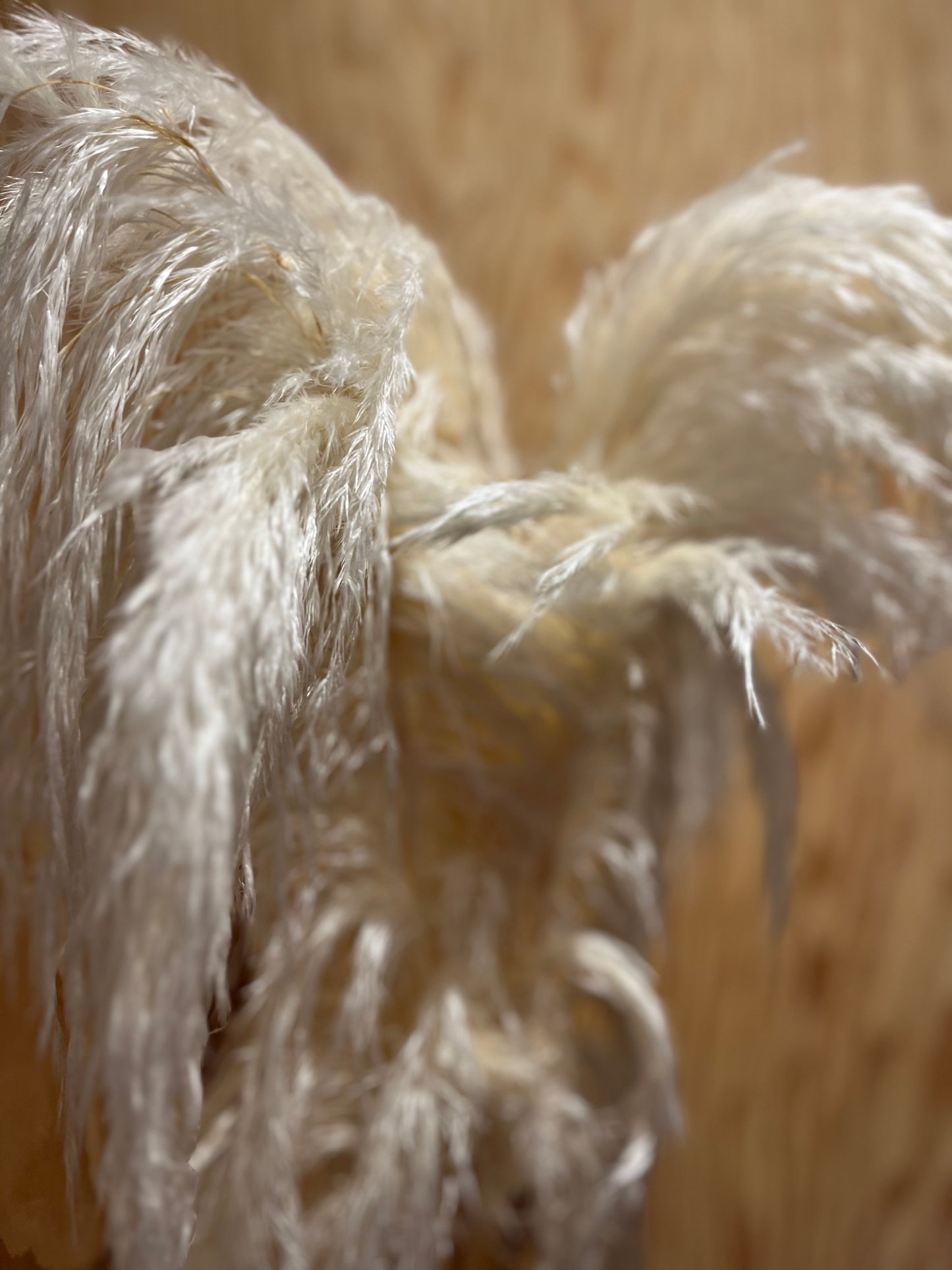 Luxe Pure White Pampas Grass