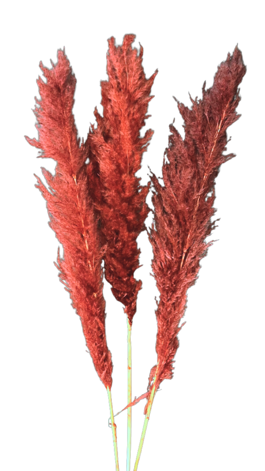 LAST CHANCE - Burnt Red Medium Pampas Grass