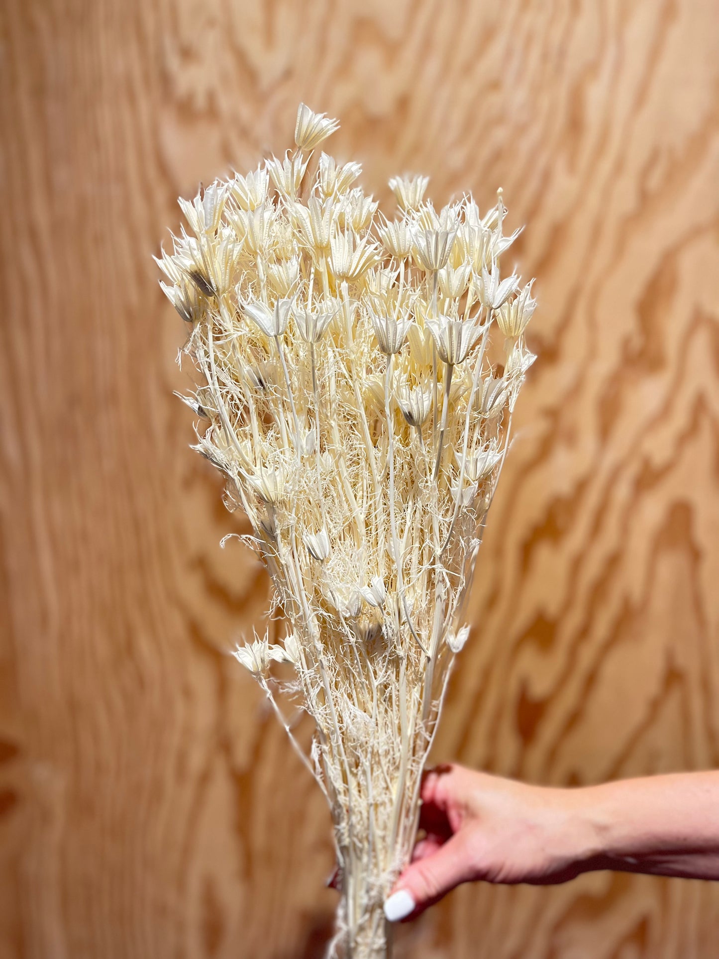 LAST CHANCE Bleached Nigella Flowers