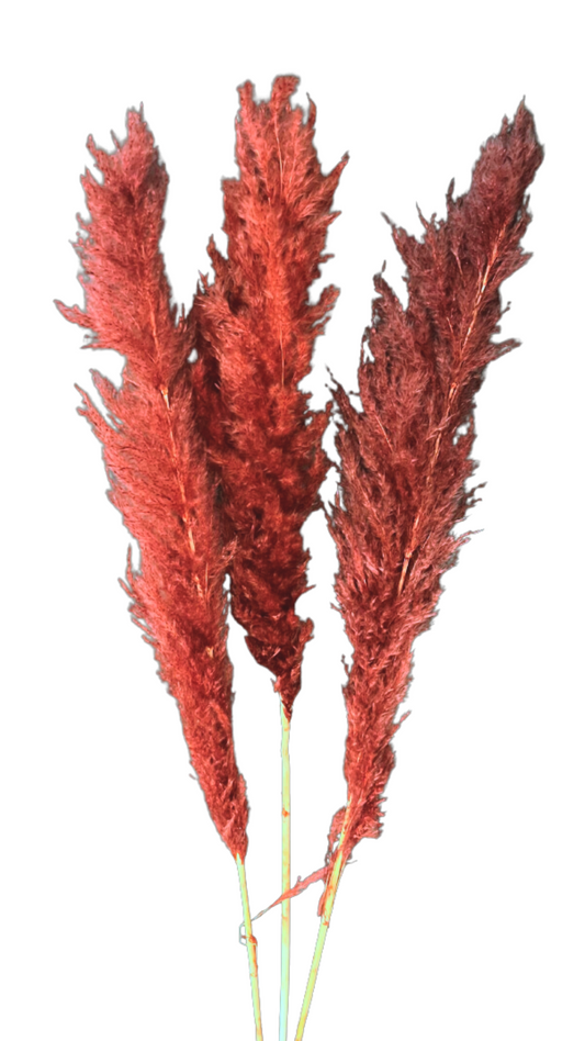 LAST CHANCE - Burnt Red Large Pampas Grass
