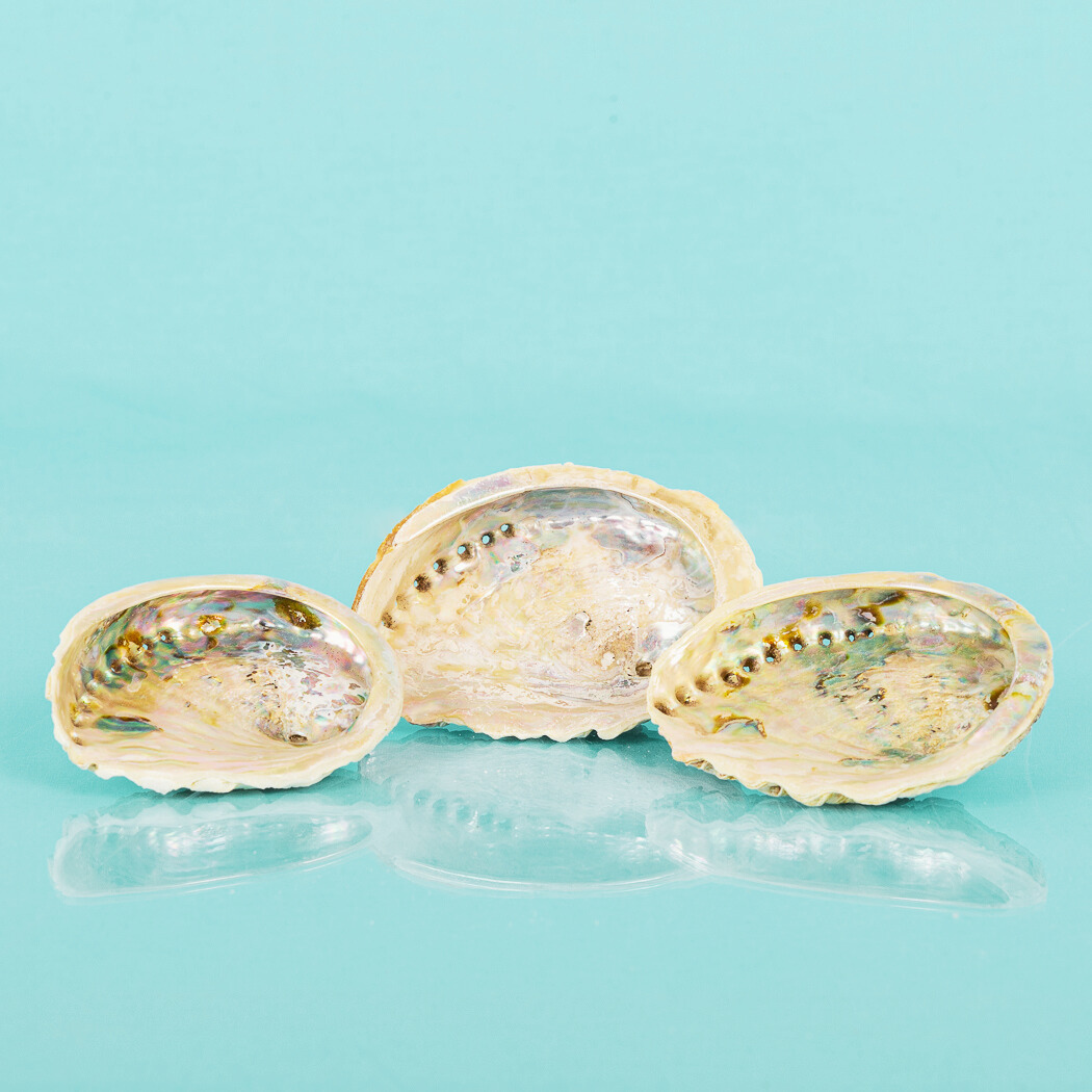 Small Abalone Shell Jewelry/Smudging Dish