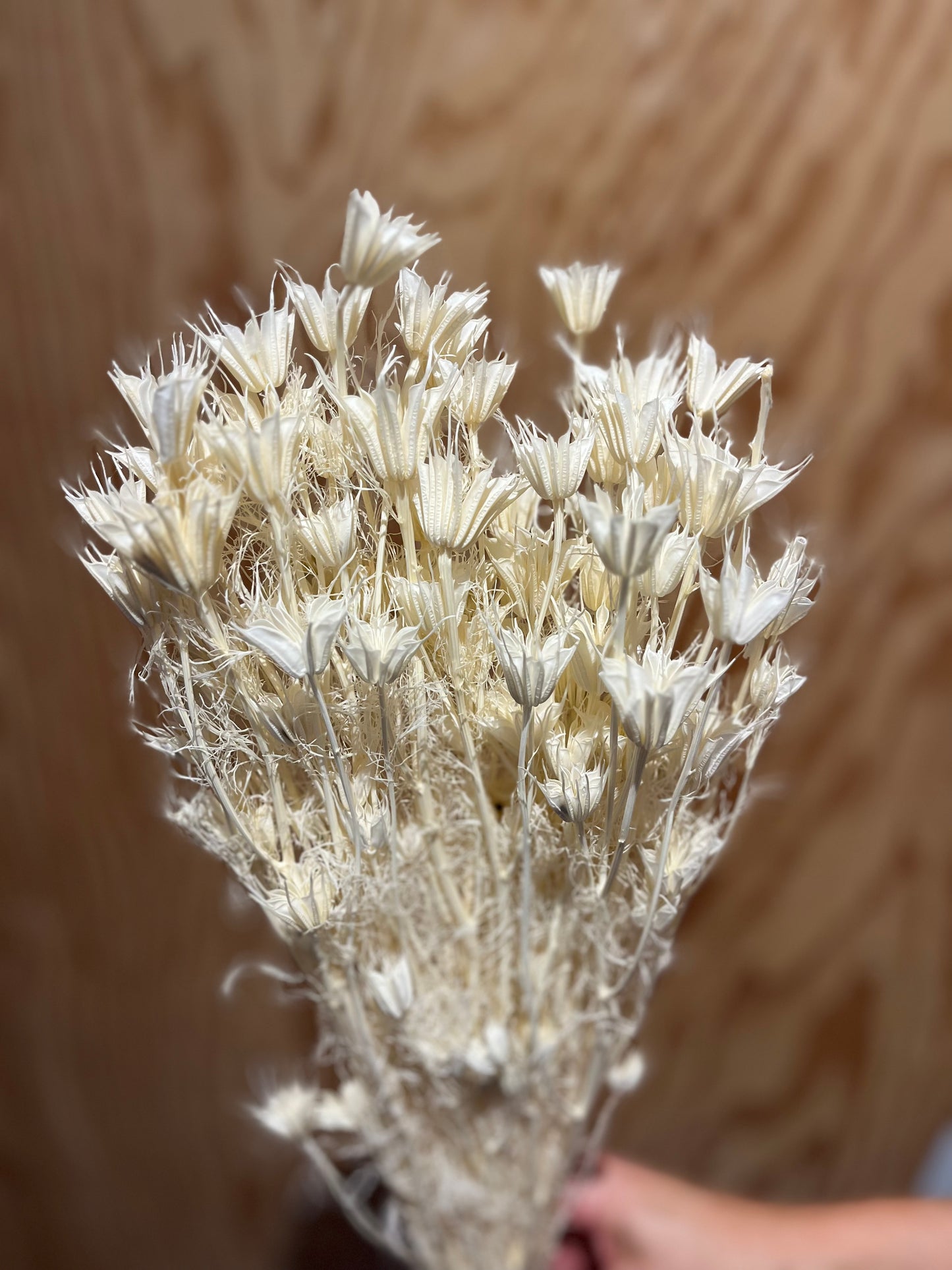 LAST CHANCE Bleached Nigella Flowers