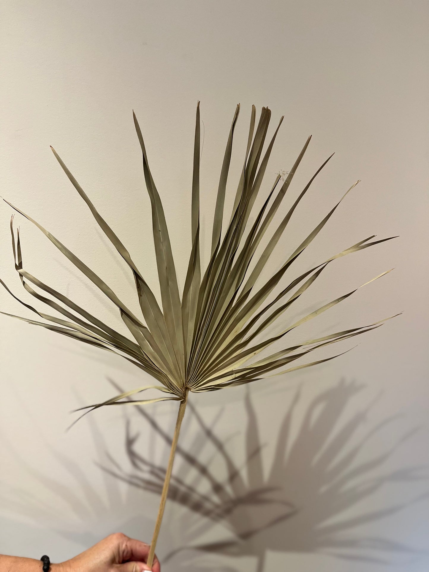 Wild Palm Leaf