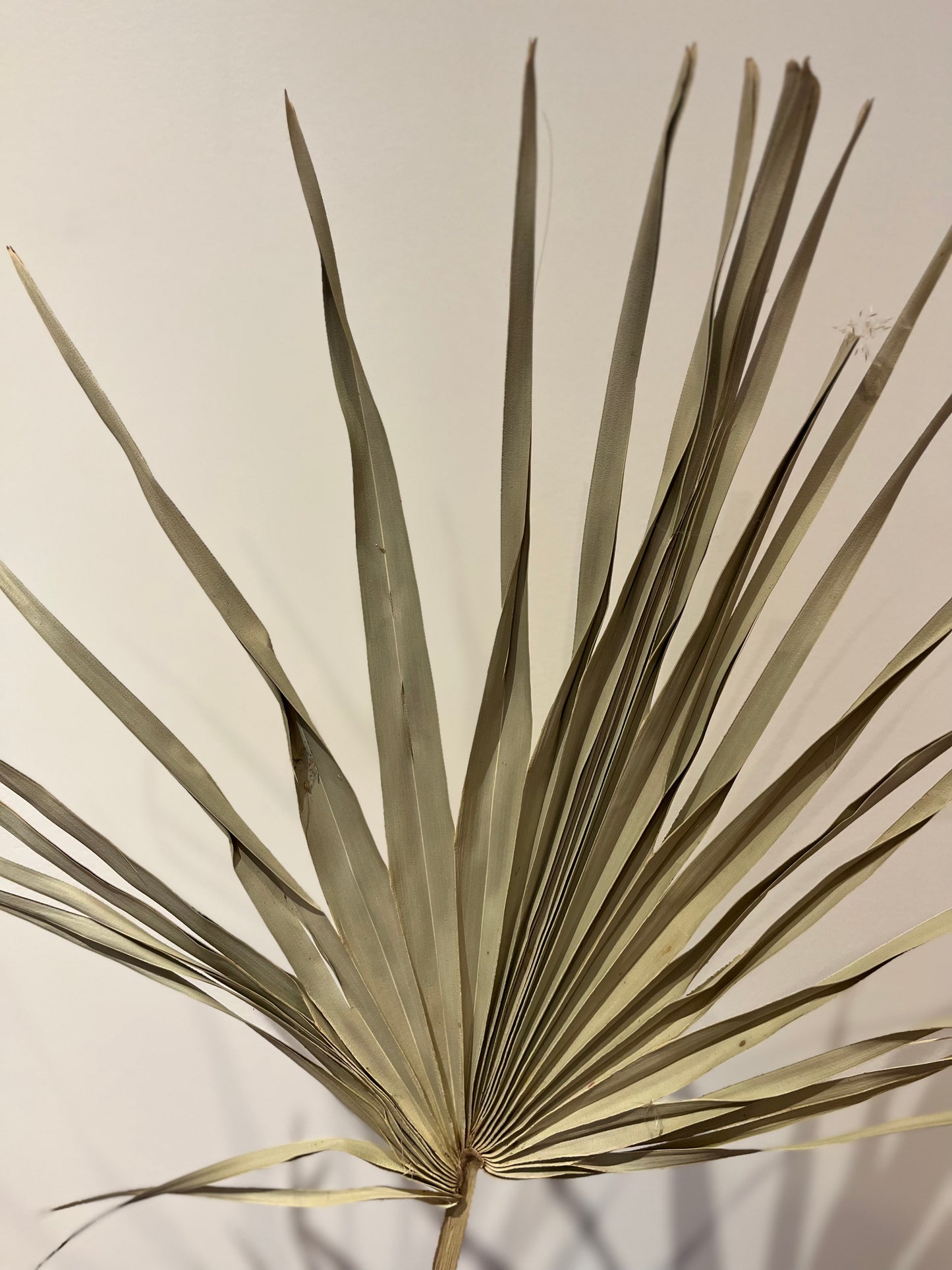 Wild Palm Leaf