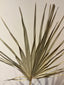 Wild Palm Leaf