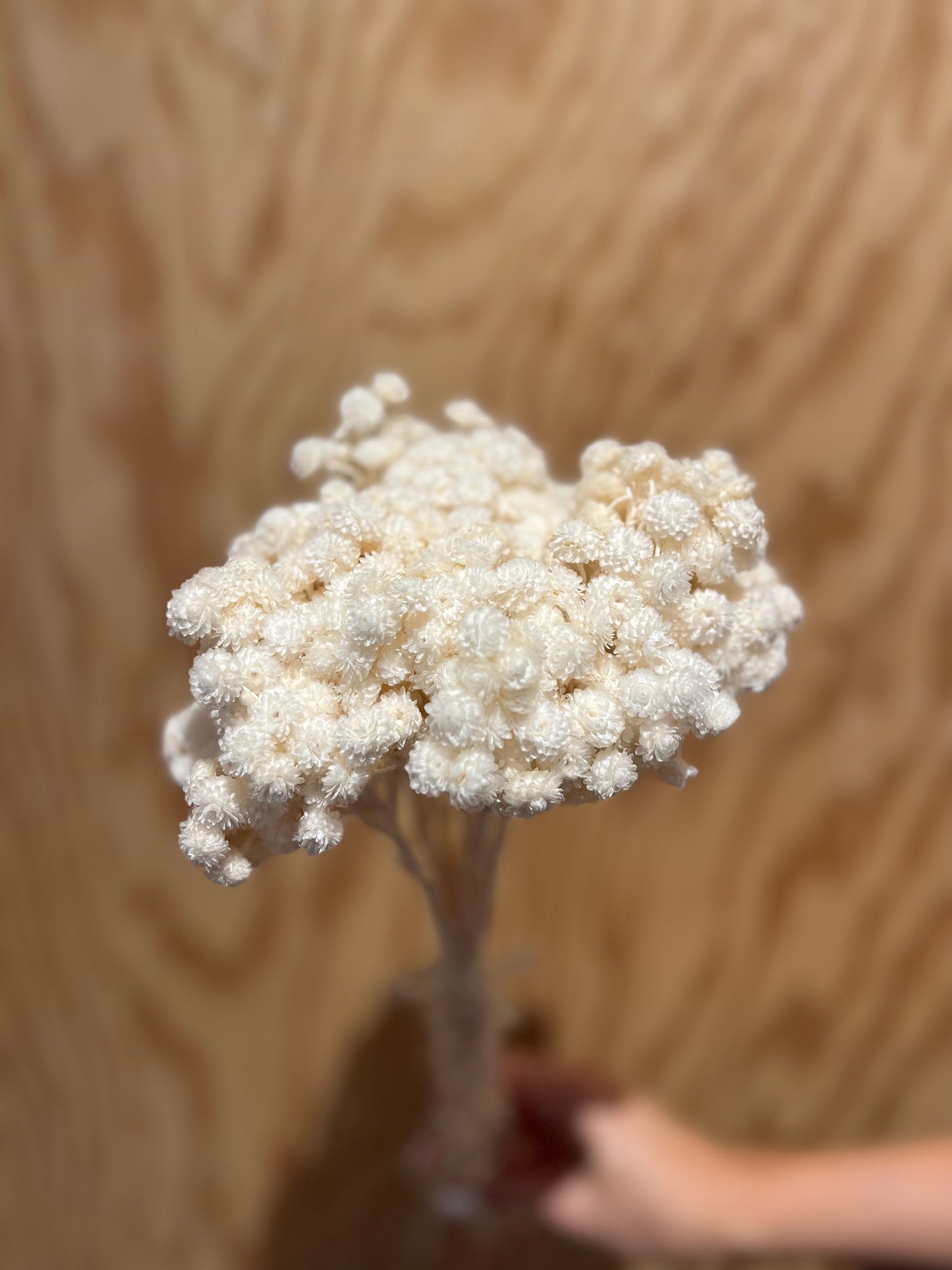 LAST CHANCE - Mini Helichrysum Flowers