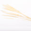 White Mini Pampas Grass