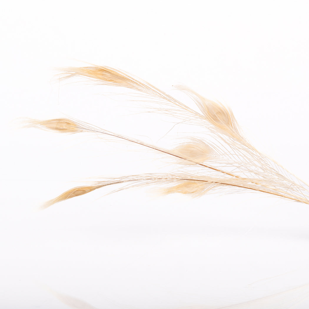 Bleached Peacock Feathers