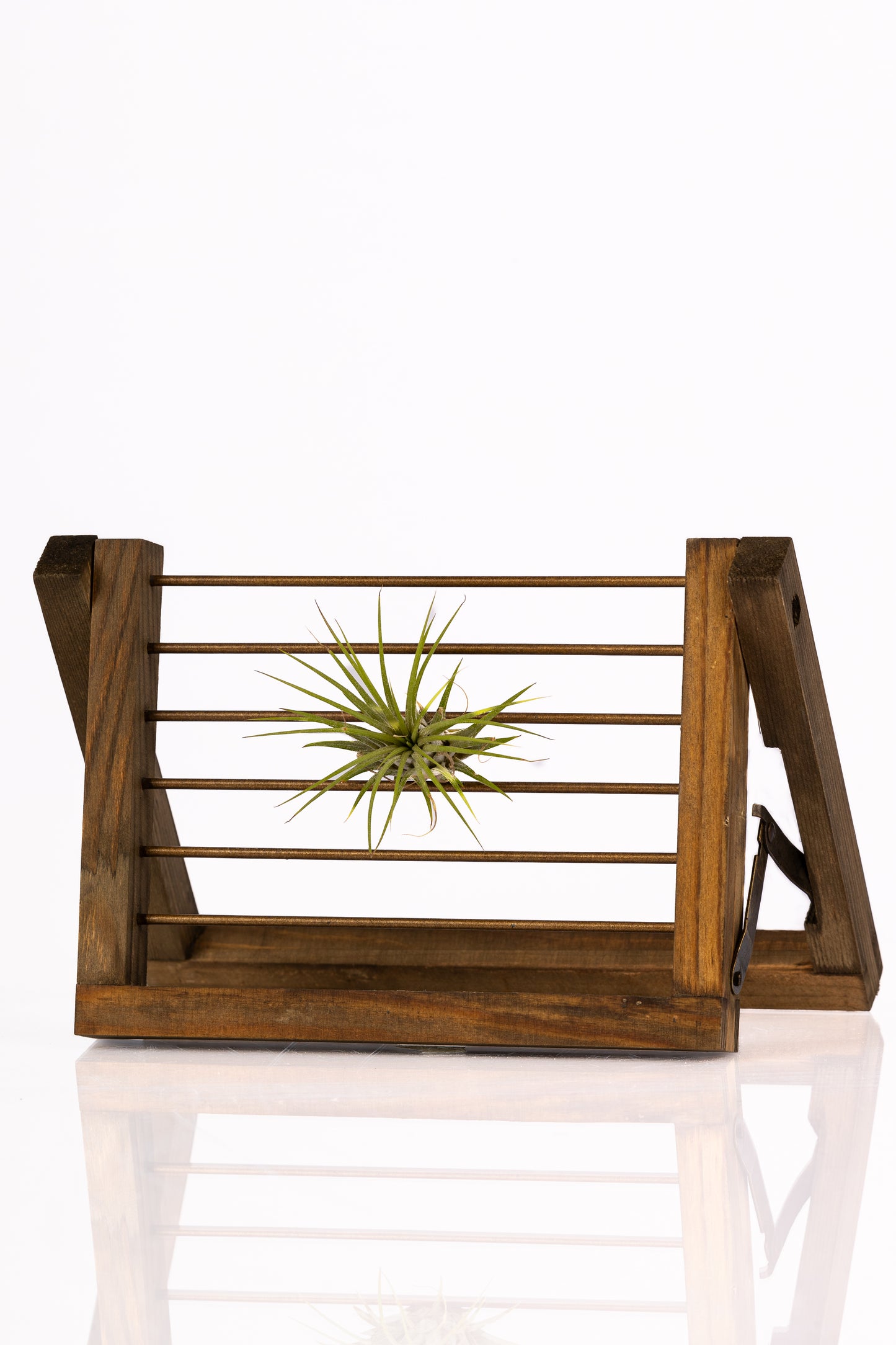 Air Plant Ladder Holder