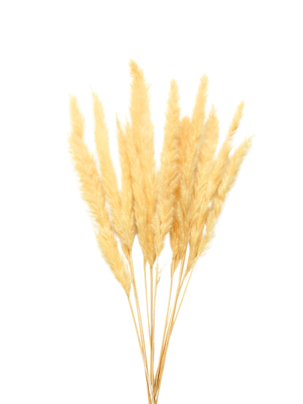 Cream Mini Pampas Grass