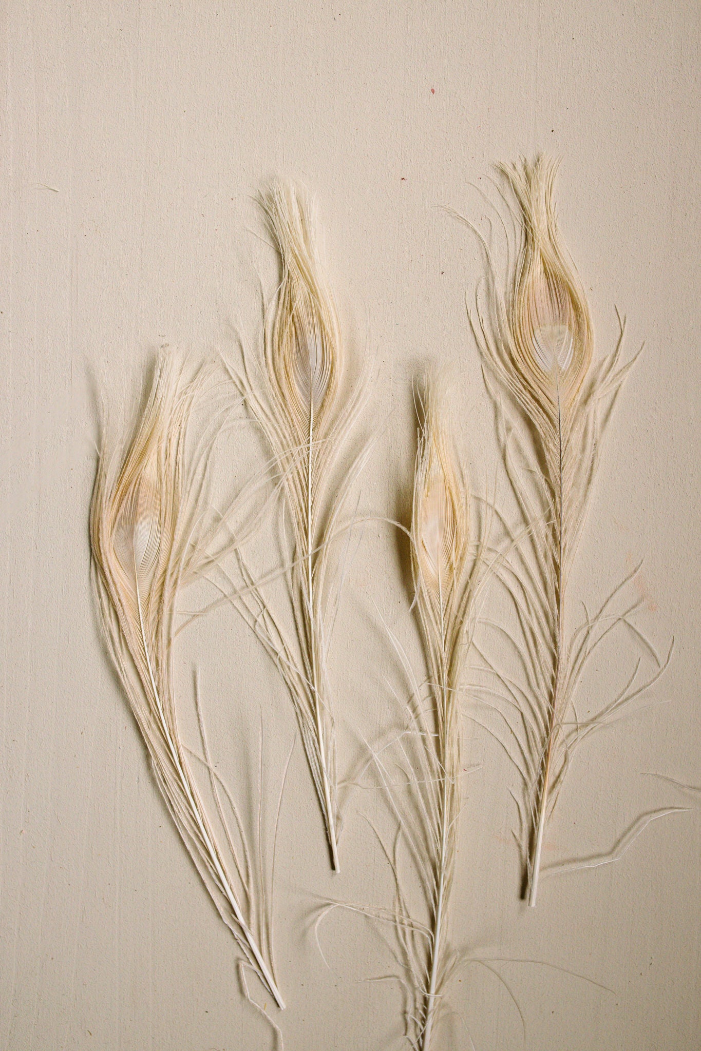 Bleached Peacock Feathers