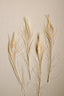 Bleached Peacock Feathers