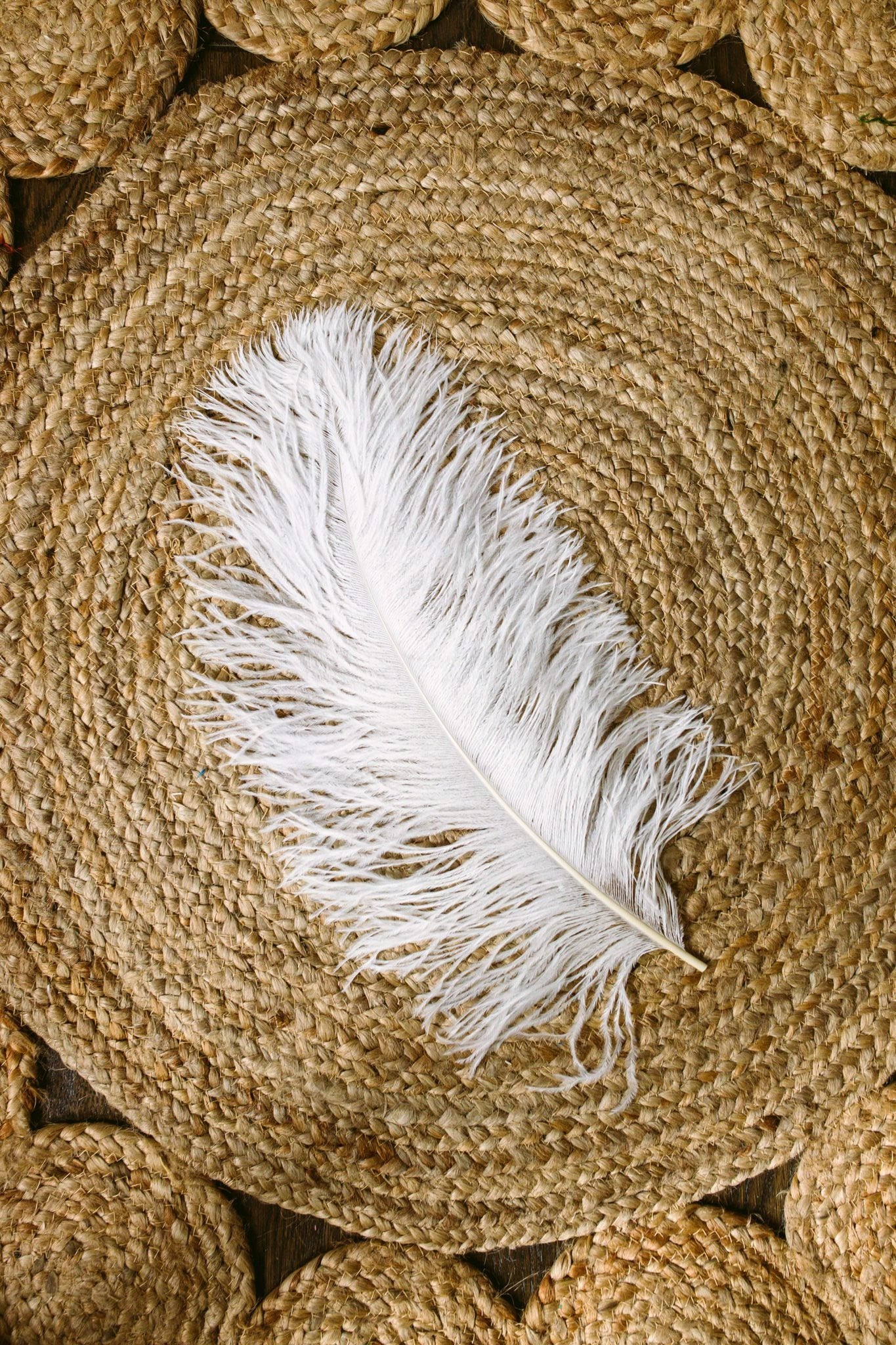 Large White Ostrich Feather