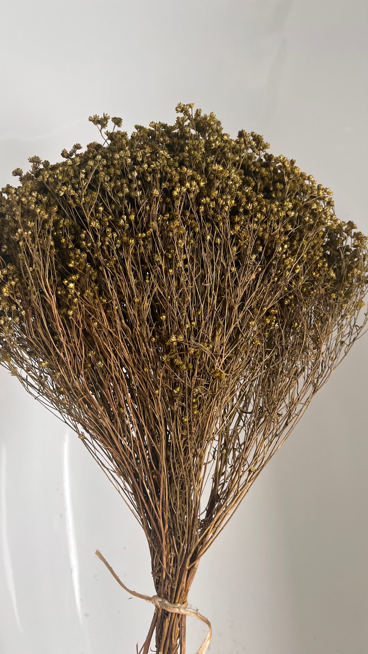 Green Broom Bloom Bundle