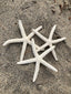 Lady Finger Starfish - Various Sizes